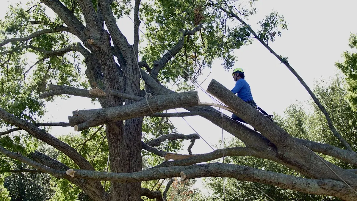 Professional Crown Thinning performed by certified arborists in Wilmont